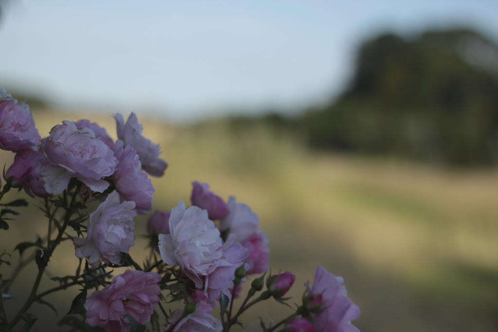 Quistgaarden Bed & Breakfast Spjellerup Kültér fotó
